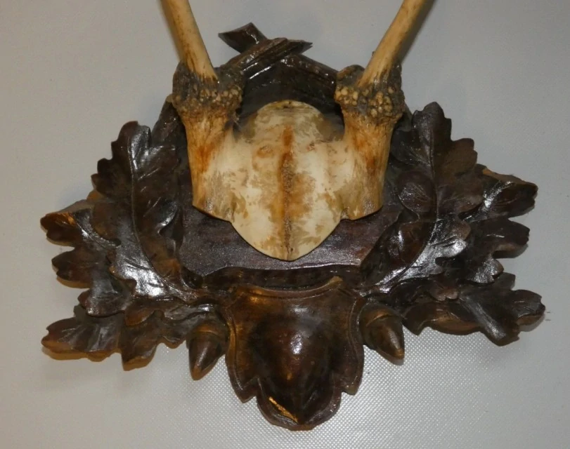 Srnčí trofej